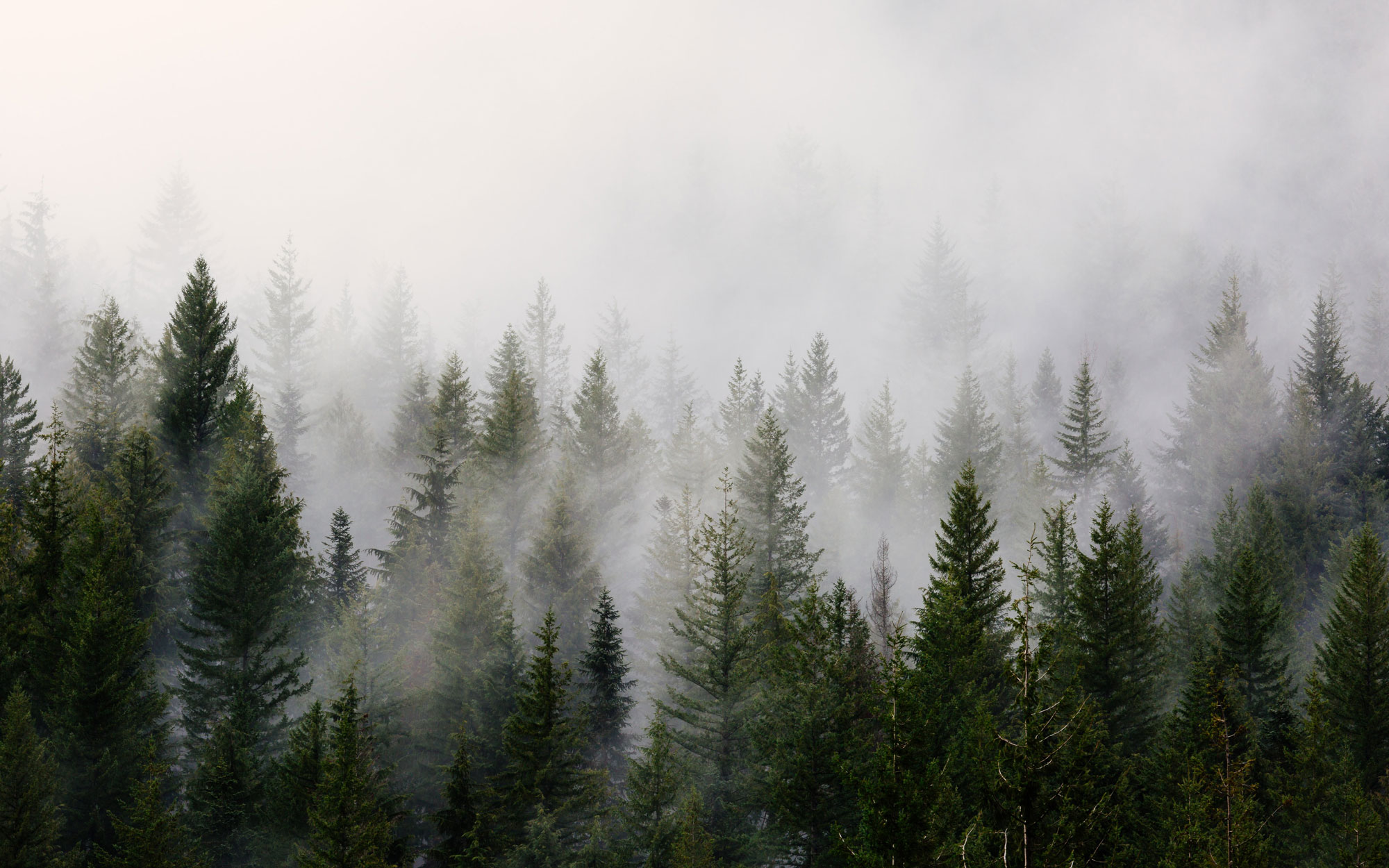 A foggy mountainscape with treres.