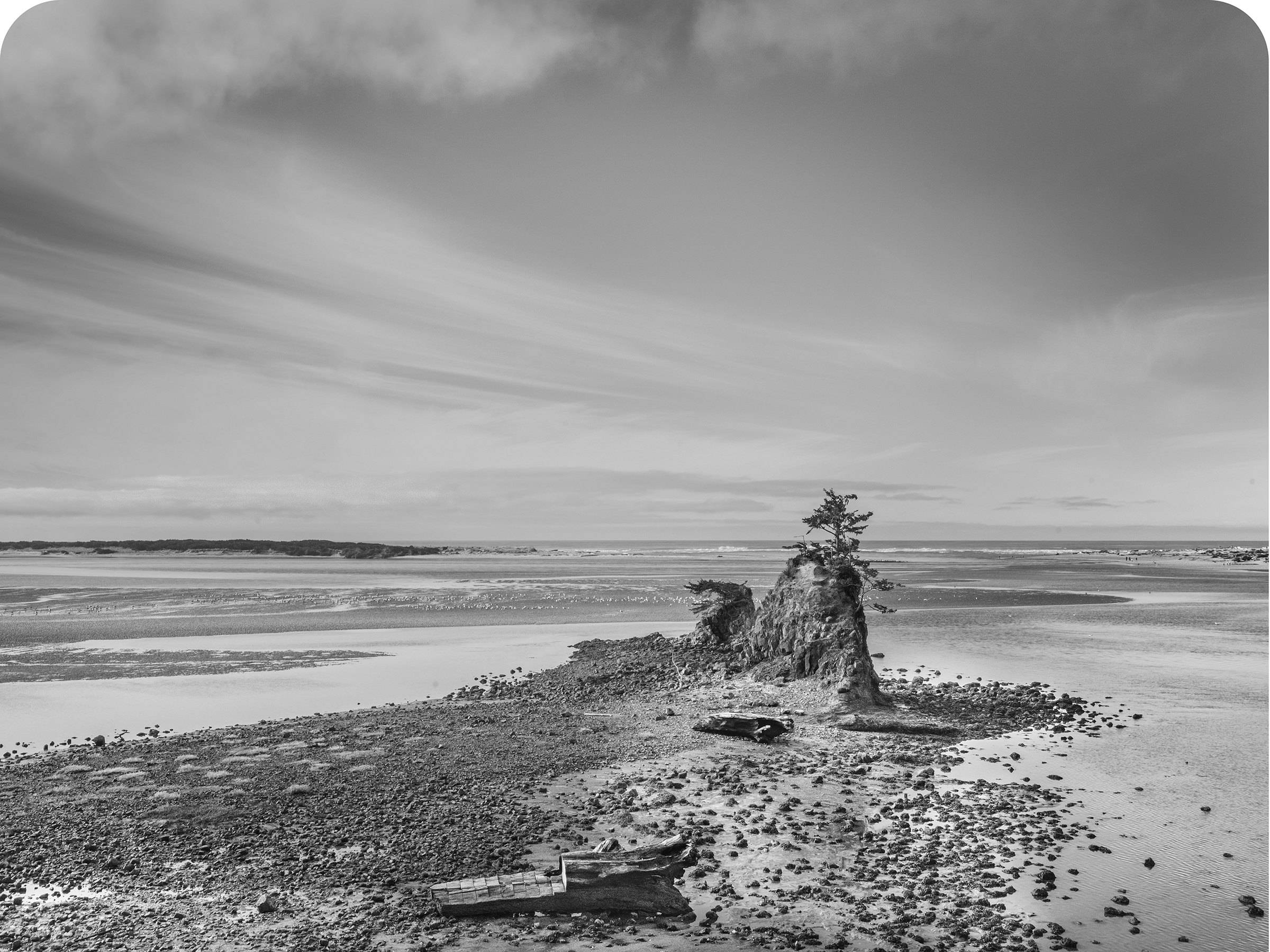 Black and white photo of a Pacific Northwest Beach with a rock jutting from the shore with a small tree growing on it.